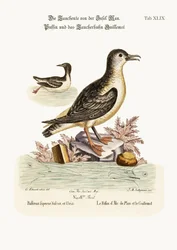 Lundefuglen på Isle of Man og lomvien, 1749-73